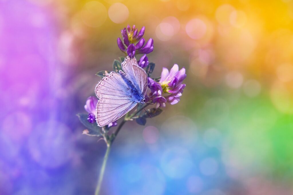 butterfly, purple flowers, pollination-7428273.jpg